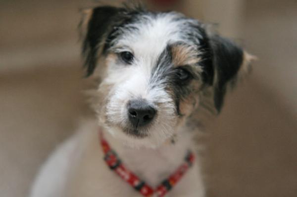 GIGA Mysia Zaglada | Parson Russell Terrier 