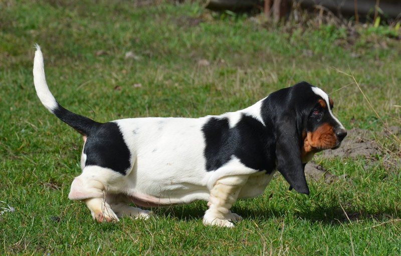 Roma Forte Marmo BREENBRASS | Basset Hound 