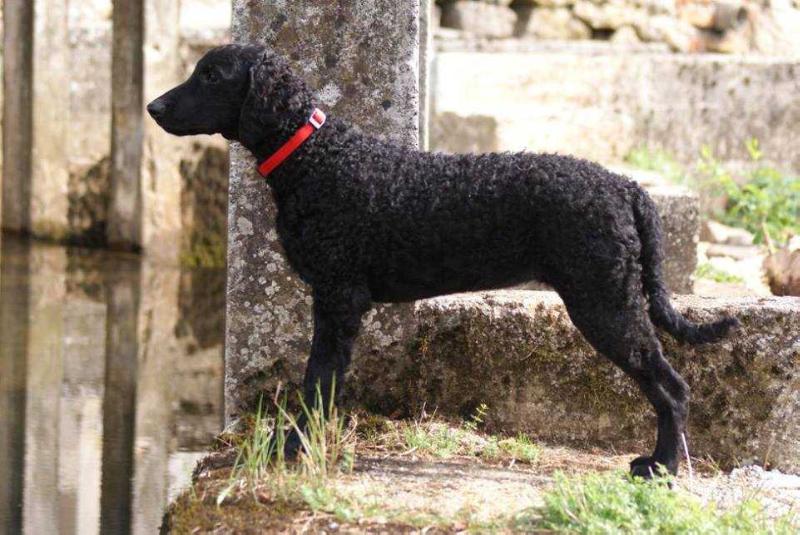 Praetorium Latobicorum's Hope | Curly Coated Retriever 