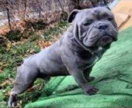 Poppas Smurf | Olde English Bulldogge 