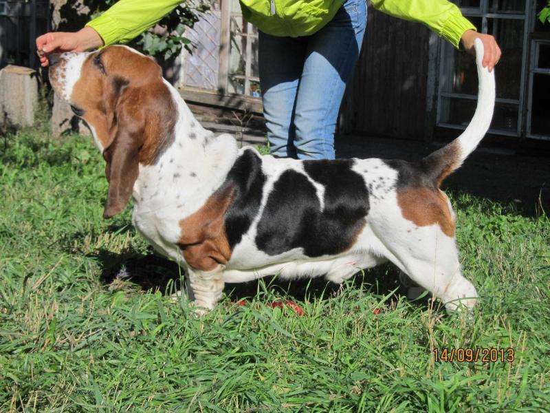 VIKOLI ROLAND II | Basset Hound 