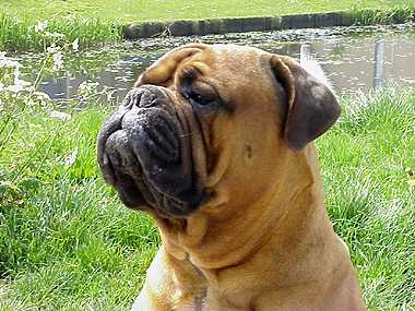 SAUCIMAN VOM FRANKENTAL | Bullmastiff 