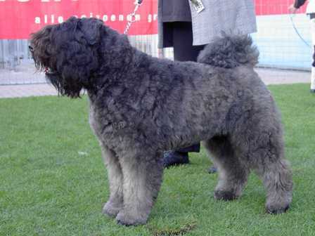 Callisto Cartouche de Fremery | Bouvier des Flandres 