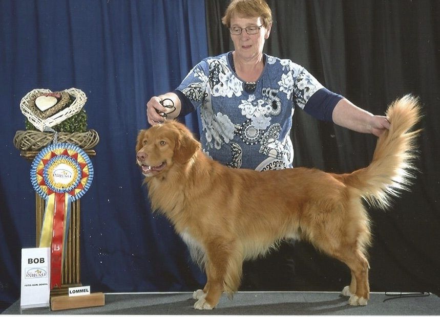 Readyfor Taken T'Greatpleasure | Nova Scotia Duck Tolling Retriever 