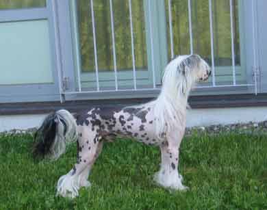 Moonswift Mystic Man | Chinese Crested 