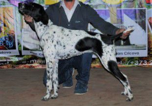 Anis Vom Engelsheim | German Shorthaired Pointer 