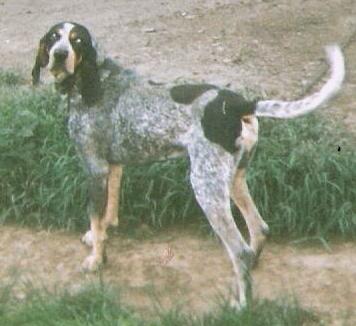 CoolWater Blue Boomer II | Bluetick Coonhound 
