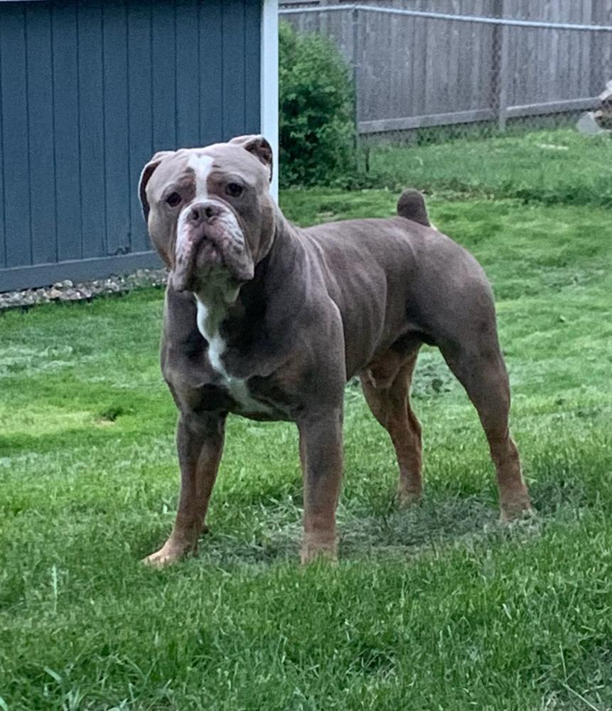 Shoreline's Barry | Olde English Bulldogge 