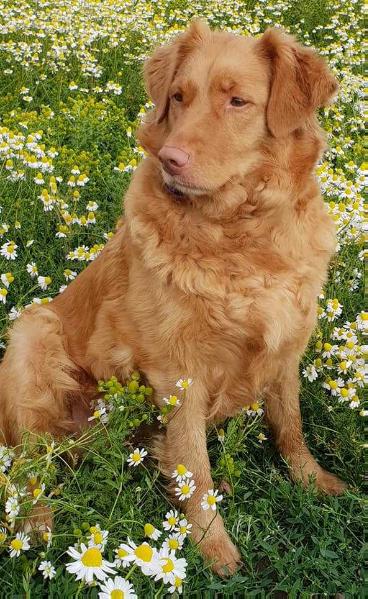 Grezagords Öinen Kaunis Tähti | Nova Scotia Duck Tolling Retriever 