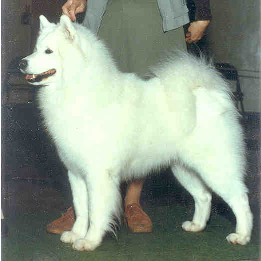 Sassillie's Merlyn of Vicrian | Samoyed 