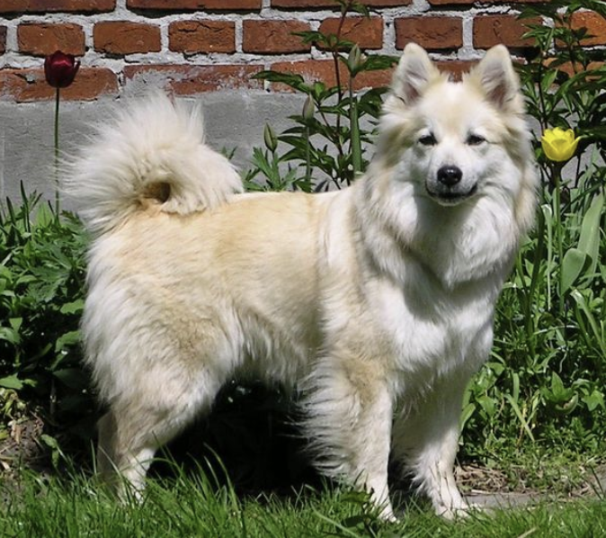 Bibi fra Bjarkarlundi | Icelandic Sheepdog 