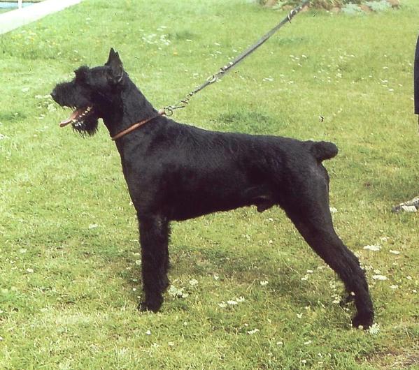 Norwin von Giebiko | Giant Schnauzer 