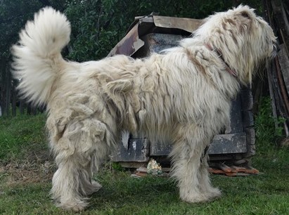 Con de Gotca | Carpathian Sheepdog 