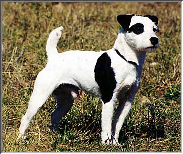 Beano of Ravenswood | Jack Russell Terrier 