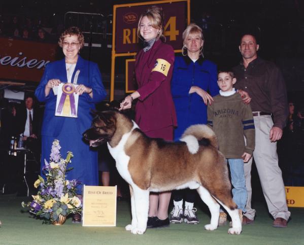 Serdess Tranz Continental | Akita 