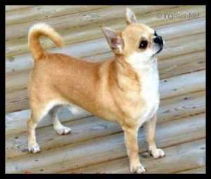 CHARLIE-PC DEL PASADOR | Chihuahua 