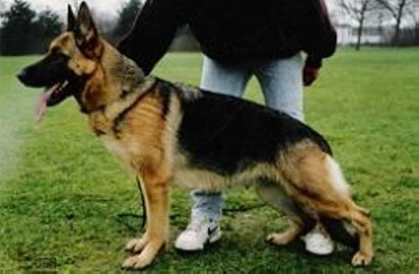 Candy van Dan Alhedy's Hoeve | German Shepherd Dog 