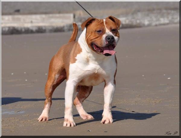 Gun Gloss Diamond's | American Staffordshire Terrier 
