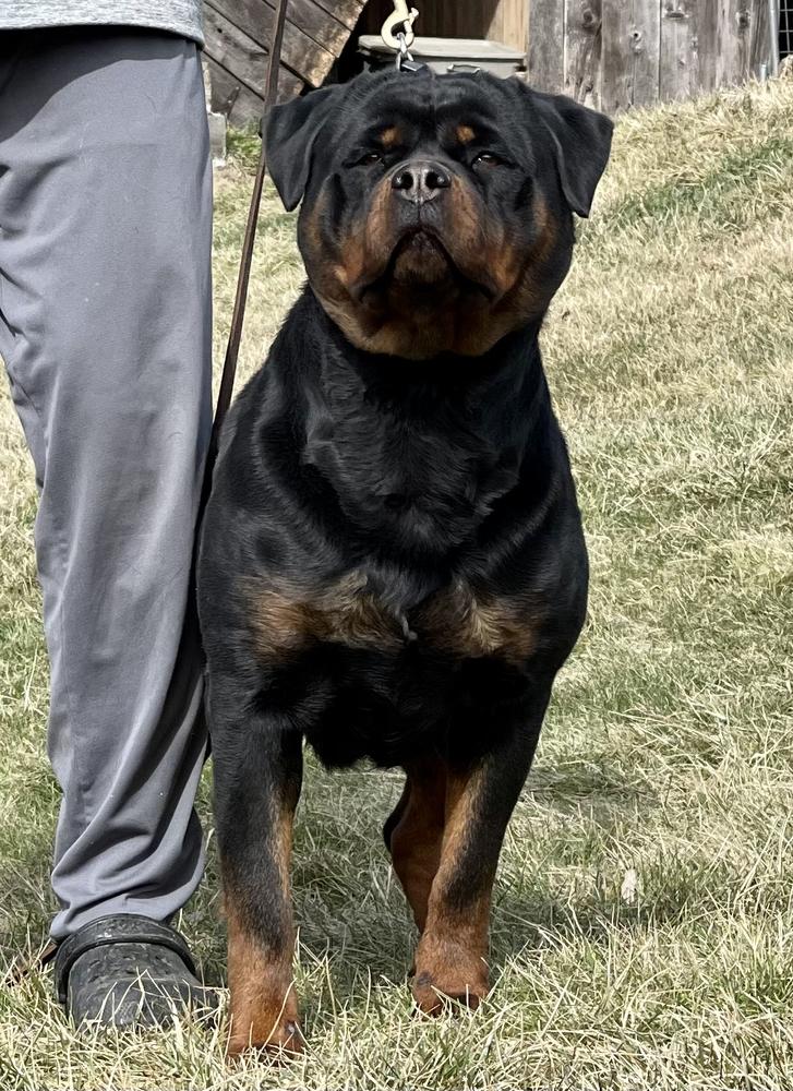 Sami vom Jacobi Haus | Rottweiler 