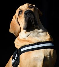 Edney de anjo da guarda | Fila Brasileiro 