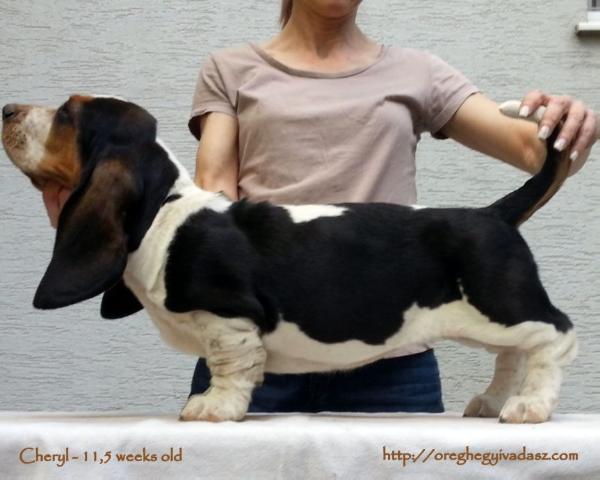 Öreghegyi Vadász Cheryl | Basset Hound 