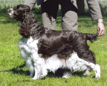 Barecho Zuper Diva | English Springer Spaniel 