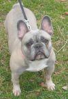 Crouch's Blue Hazel | French Bulldog 