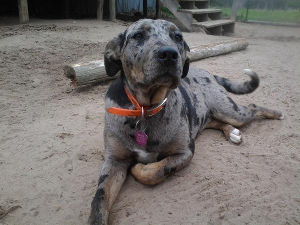 Gunslingers' Daisy May | Catahoula Leopard Dog 