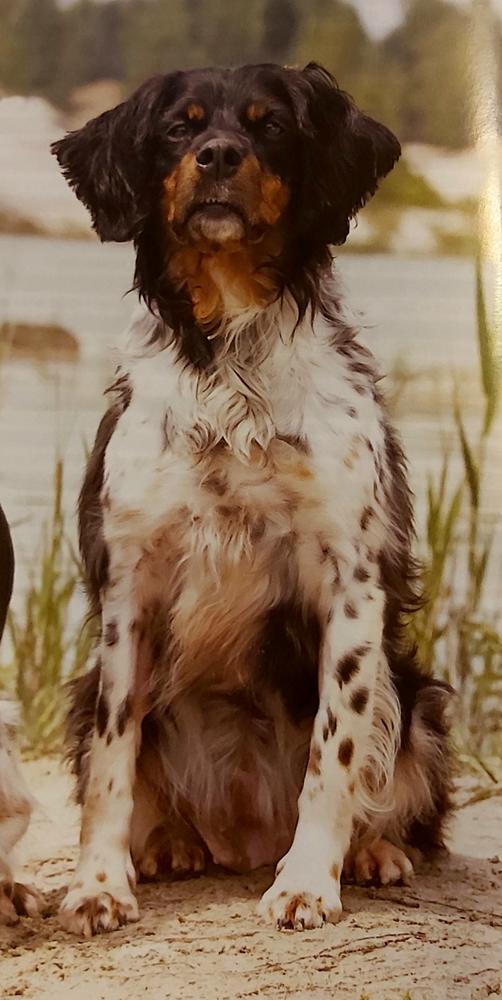 VANILLE du Hameau de Sorny | Brittany 