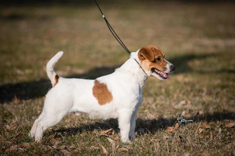 Gandi La casa dela nueve | Jack Russell Terrier 