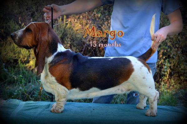 Zsa Zsa Turguesa Playa | Basset Hound 