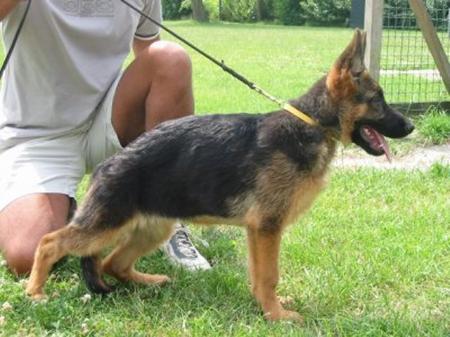 Oxana van Saendenland | German Shepherd Dog 