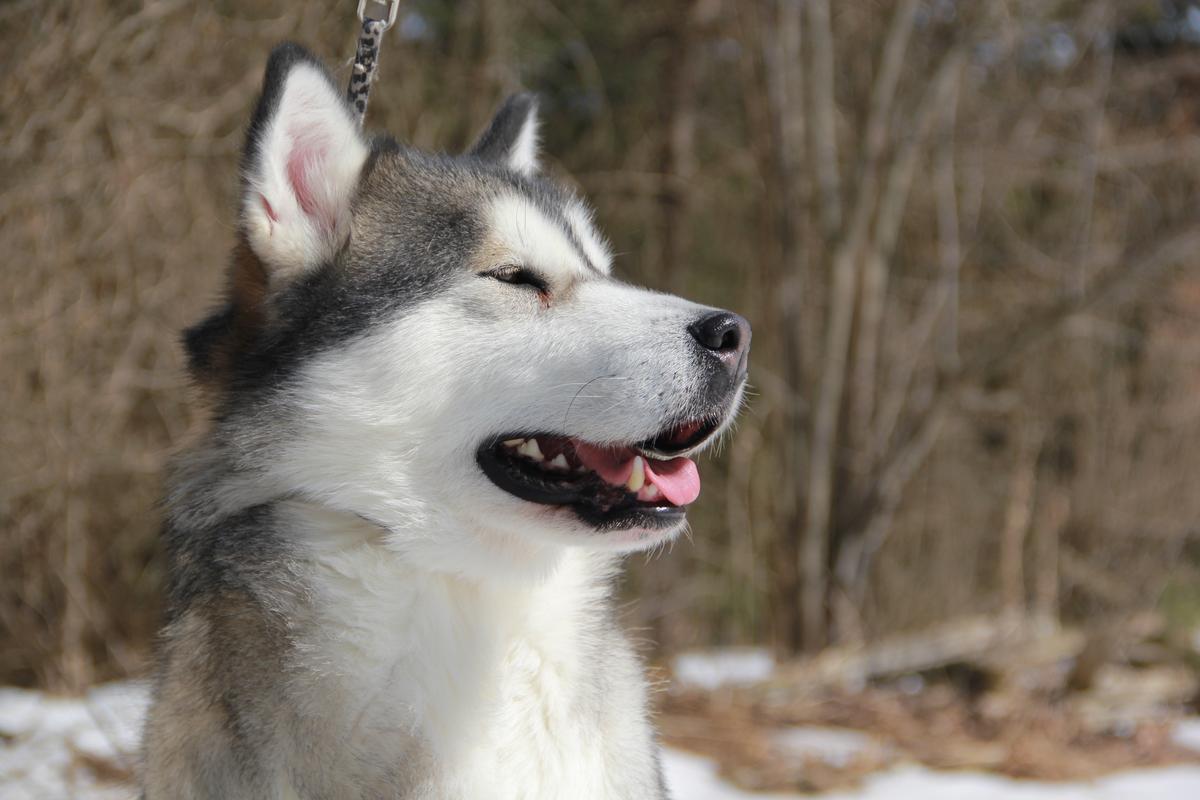 Bearhug's Me and Bobby McGee | Alaskan Malamute 