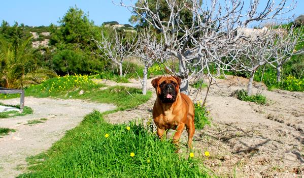 Cane guardiano galandriel | Bullmastiff 