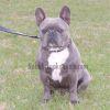 Rhino Valentino | French Bulldog 