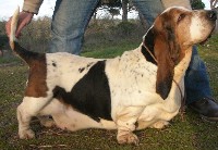 Timotea de Las Merindades | Basset Hound 