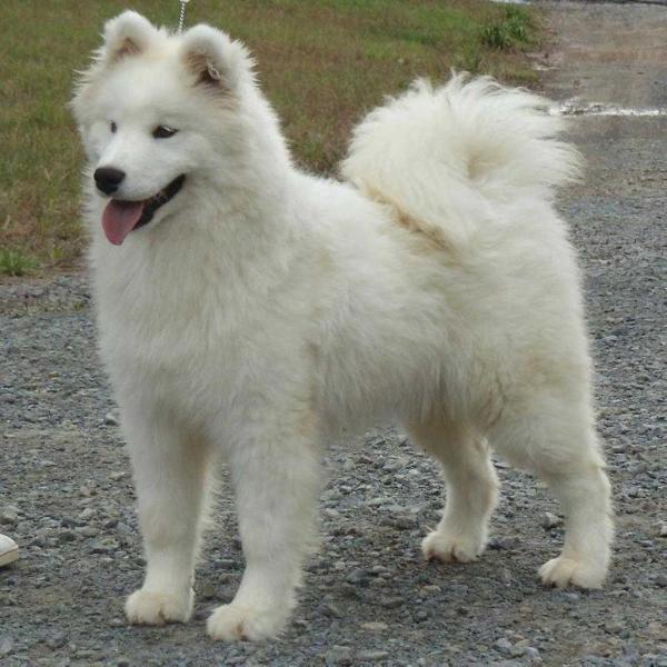 Kenjo's Cool-N-Sexy | Samoyed 