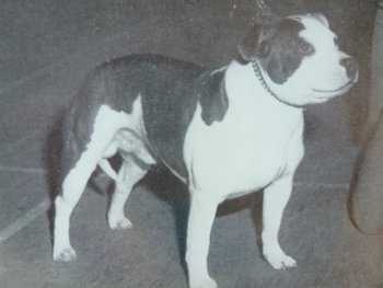 Rellim Warpaint | Staffordshire Bull Terrier 