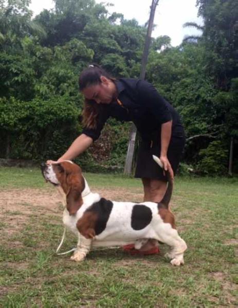 Pan Clan El Espejo | Basset Hound 