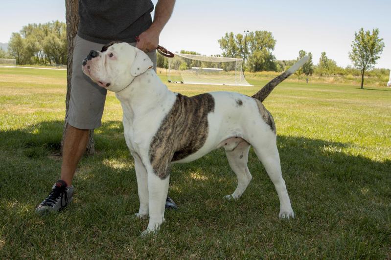 OTP's Big Brother | American Bulldog 