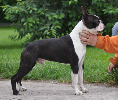 Bentley Alikana | Boston Terrier 