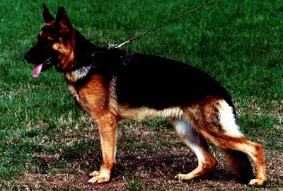 Wanja vom Mülheimer Dreieck | German Shepherd Dog 