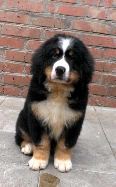 Belmondo Starzhy | Bernese Mountain Dog 