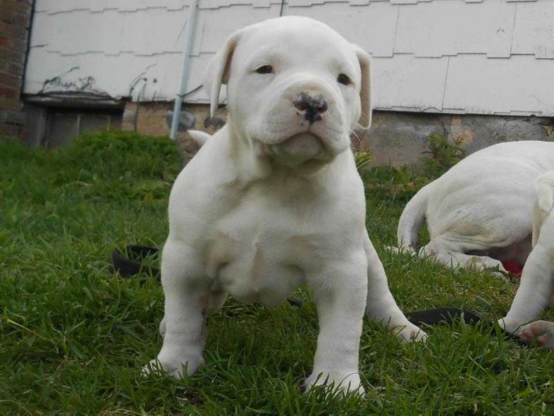 Cobblestone Desert Ice | American Bulldog 