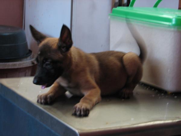 MANALO K9's Ara | Belgian Malinois 