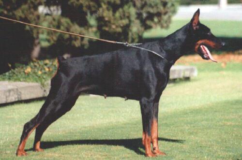 Flora del Diamante Nero | Black Doberman Pinscher