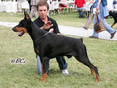 Urbano del Diamante Nero | Black Doberman Pinscher