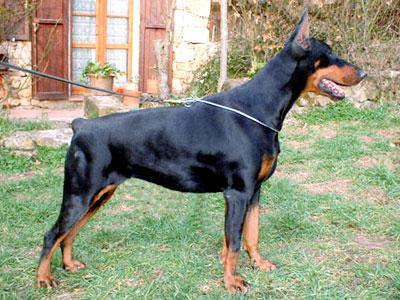 Indiana del Diamante Nero | Black Doberman Pinscher