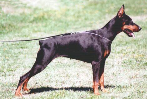 India del Diamante Nero | Black Doberman Pinscher