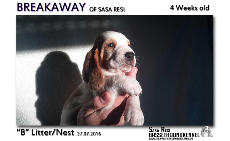 Breakaway of Sasa Resi | Basset Hound 